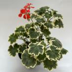 【ゼラニウム　苗】カラーリーフゼラニウム　太陽錦　天竺葵　ガーデニング　花壇　葉　紅葉　希少品種