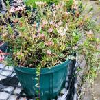 クランベリー大苗口径18cm鉢植え