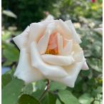 オールドローズ四季咲きバラ苗強香リ...