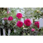 オールドローズ長尺バラ苗マダムイザ...