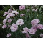 ローズドゥメイカーネーション(希少種) 口径18.0cm鉢入り大苗 Dianthus<Rose de Mai>