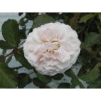 オールドローズ四季咲きバラ苗ピンク...