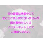 伸びる長尺つるバラ苗白色　キフツゲート  送料別途　毎年11月下旬から翌年0…