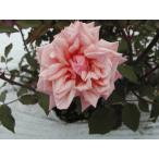 オールドローズ四季咲きバラ苗マダム...