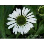 ショッピングエキナセア エキナセア　ホワイトスワン　口径18.0cm鉢入り大苗　Echinacea purpurea 'White Swan'