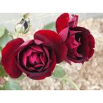 オールドローズ四季咲きバラ苗ルイ1...