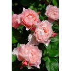 ショッピングバラ 【冬季大苗】バラ苗 ダフネ 6号鉢植え品［PVP］《9-C08-02》【1212販売】