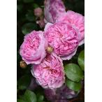 【大苗】バラ苗 ロウラン【楼蘭】 6号鉢植え品《8-C09-05》