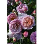 ショッピング苗 【冬季大苗】バラ苗 シャーウッド 6号鉢植え品《8-B17-03》【1201販売】