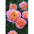 ショッピング苗 【冬季大苗】バラ苗 タペストリー 6号鉢植え品《8-B19-02》【1201販売】