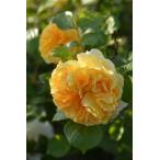 [ зима большой рассада ] роза рассада lihito6 номер растение в горшке товар {8-C14-02}[1212 распродажа ]