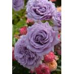 ショッピング苗 【冬季大苗】バラ苗 リリエンタール 6号鉢植え品《9-B15-01》【0116販売】