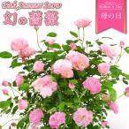 ショッピング花 母の日 花 バラ 鉢植え ギフト 1色植え 幻の薔薇 ピンクサマースノー 6号鉢 プレゼント 2024年 ローズ バラ鉢植え