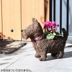 英国 Smart Garden ガーデンアニマルプランター スコッティドッグ 犬 鉢植え ガーデニング ギフト