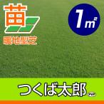 産地直送 つくば産 つくば太郎 野芝 登録品種 張り芝用 １平米 0.3坪分 芝生 暖地型 天然芝 園芸