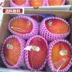 マンゴー 沖縄産 3個から6個 約1.5キロ 2025年 お中元