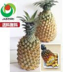 スナックパイン　ポコットパイン　ボゴールパイン　沖繩　専用白箱　約２kg　贈答にも最適
