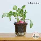  pot цветочный горшок стекло 4 номер горшок модный shesaysisei заводная головка часов стекло plate имеется цветок pot конус M 372309