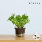  pot цветочный горшок стекло 3 номер горшок модный shesaysisei заводная головка часов стекло plate имеется цветок pot конус S 372310