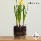  pot цветочный горшок стекло 4 номер горшок модный shesaysisei заводная головка часов стекло plate имеется цветок pot распорка M 372312