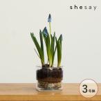  pot цветочный горшок стекло 3 номер горшок модный shesaysisei заводная головка часов стекло plate имеется цветок pot распорка S 372313