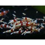  Red Bee Shrimp SS высококлассный 25 шт комплект 