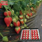  подарок по случаю конца года 2025 зима подарок ..... клубника Tochigi префектура рефрижератор подарок Gift бесплатная доставка 167-64