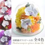 クリスマス プリザーブドフラワー #胡蝶蘭のガラスドーム〈2L〉 ガラスドーム 誕生日 花 ギフト プレゼント 胡蝶蘭 バラ ガラス ドーム あすつく対応