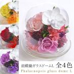 クリスマス プリザーブドフラワー #胡蝶蘭のガラスドーム〈L〉 ガラスドーム 誕生日 花 ギフト プレゼント 胡蝶蘭 バラ ガラス ドーム あすつく