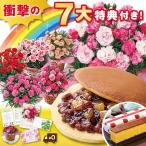 母の日 早割 プレゼント 花 2024 贈答 ギフト カーネーション 花鉢 鉢植え スイーツ 洋菓子 5号 ももみるく 長崎 カステラ 【ギフト対象商品】