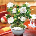 父の日 プレゼント 花 2025 予約 ギフト 鉢植え 盆栽 香りただよう くちなし 盆栽 5号 父の日期間お届け 【送料無料】