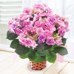 母の日 プレゼント 花 2025 予約 ギフト あじさい 花鉢 鉢植え フェアリーアイ 5号 母の日期間お届け 【送料無料】