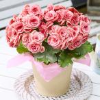 早割 母の日 プレゼント 花 2026 予約 ギフト 花鉢 鉢植え バラ咲き ベゴニア 母里明日 ボリアス 5号 母の日期間お届け 【送料無料】