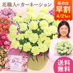 早割 母の日 プレゼント 花 2026 予約 ギフト カーネーション 花鉢 鉢植え ルミナリア 5号 母の日期間お届け 【送料無料】