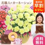 爆買 早割 母の日 プレゼント 花 スイーツ 2026 予約 ギフト カーネーション 花鉢 鉢植え ルミナリア 5号 バウムクーヘン 母の日期間お届け 【送料無料】
