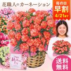 爆買 早割 母の日 プレゼント 花 2026 予約 ギフト カーネーション 花鉢 鉢植え オレンジカーネーション 5号 母の日期間お届け 【送料無料】