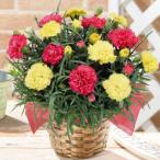 早割 母の日 プレゼント 花 2026 予約 ギフト カーネーション 花鉢 鉢植え サキーネ 2色ミックス すてき 5号 母の日期間お届け 【送料無料】