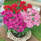 早割 母の日 プレゼント 花 2026 予約 ギフト カーネーション 花鉢 鉢植え スイーツシリーズ 3色植え 6号 母の日期間お届け 【送料無料】