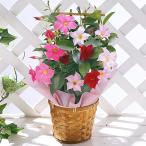 早割 母の日 プレゼント 花 2026 予約 ギフト 花鉢 鉢植え スイーツ マンデビラ 3色植え トレリス仕立て 5号 母の日期間お届け 【送料無料】