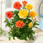 早割 母の日 プレゼント 花 2026 予約 ギフト 花鉢 鉢植え ミニバラ 2色植え バスケット 各3.5号 母の日期間お届け 【送料無料】