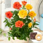 早割 母の日 プレゼント 花 2026 予約 ギフト 鉢植え スイーツ ミニバラ 2色植え バスケット 各3.5号 バウムクーヘン 母の日期間お届け 【送料無料】