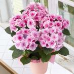 ショッピング花 早割 母の日 プレゼント 花 2026 予約 ギフト 花鉢 鉢植え あじさい クレインブーケ 5号 母の日期間お届け 【送料無料】