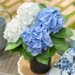 早割 母の日 プレゼント 花 2026 予約 ギフト 花鉢 鉢植え あじさい ブルー＆ホワイト 4号 母の日期間お届け 【送料無料】