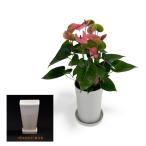 (ピンク) 愛んすりうむ7号 スクエア 高さ65cm アンスリウム アンスリューム  【異色含め同サイズ4鉢以上で送料無料】