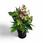 (緑) 熟成紅うちわ7号 高さ70cm アンスリウム アンスリューム 【送料無料】