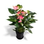 (ピンク) 熟成紅うちわ8号 高さ80-90cm アンスリウム アンスリューム 【送料無料】