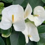 (白) 熟成紅うちわ8号 高さ80-90cm アンスリウム アンスリューム 【送料無料】