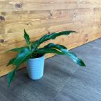 アンスリウム フーケリー 4号 25-30cm 鉢直径12cm アンスリューム 【4鉢以上で送料無料】