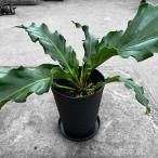  Anne потертость umf- Kelly 5 номер 35-40cm горшок диаметр 14cm Anne s дракон m[4 горшок и больше бесплатная доставка ]