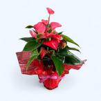 (5月はお母さんに感謝を伝える「母の月」)高さ60cm×幅30cm 赤とピンクのミックス アンスリウム  アンスリューム 熟成紅うちわ